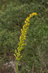 Seaside goldenrod